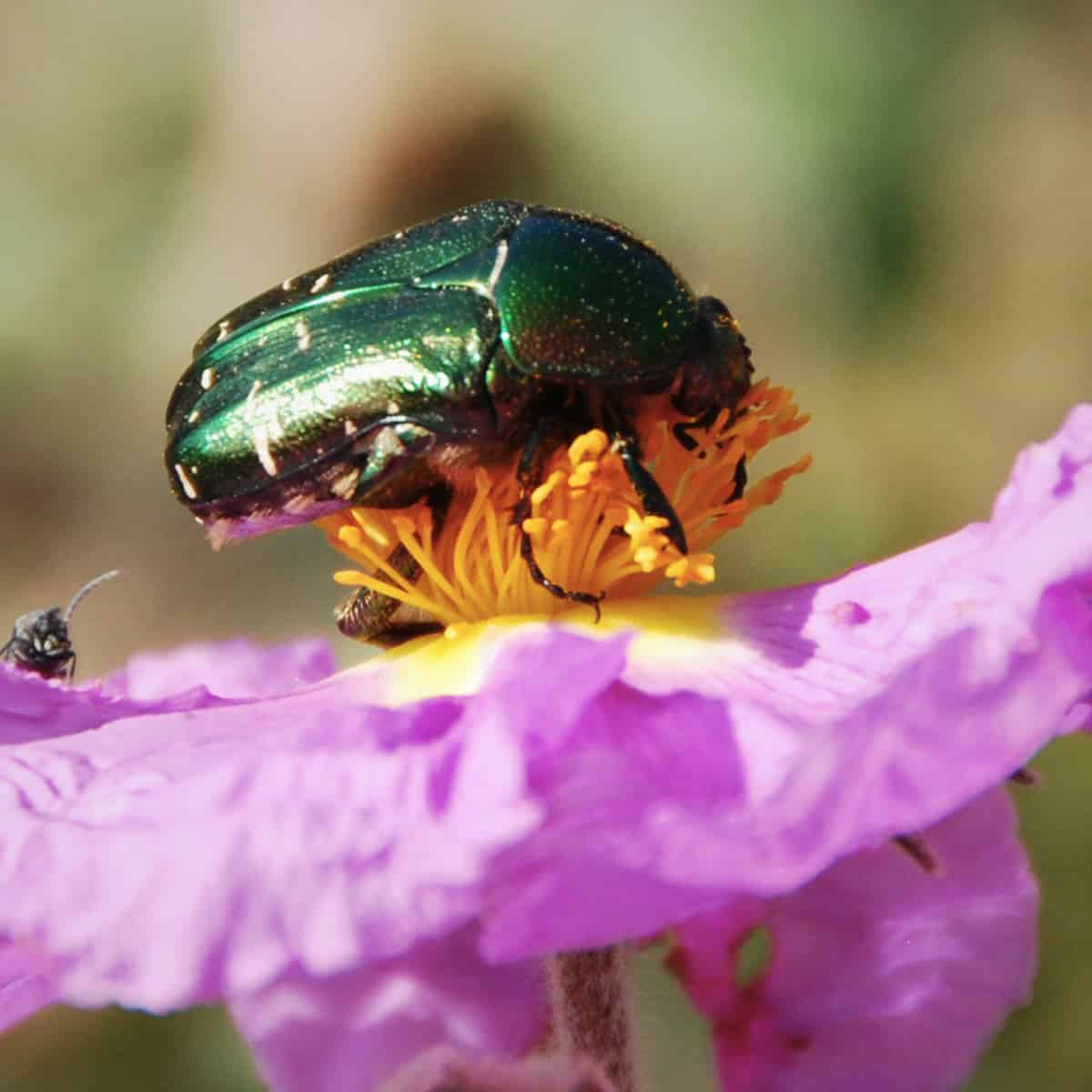 World Plant Duplicate Analysis Reveals Hidden Vitality of Pollinator Selection