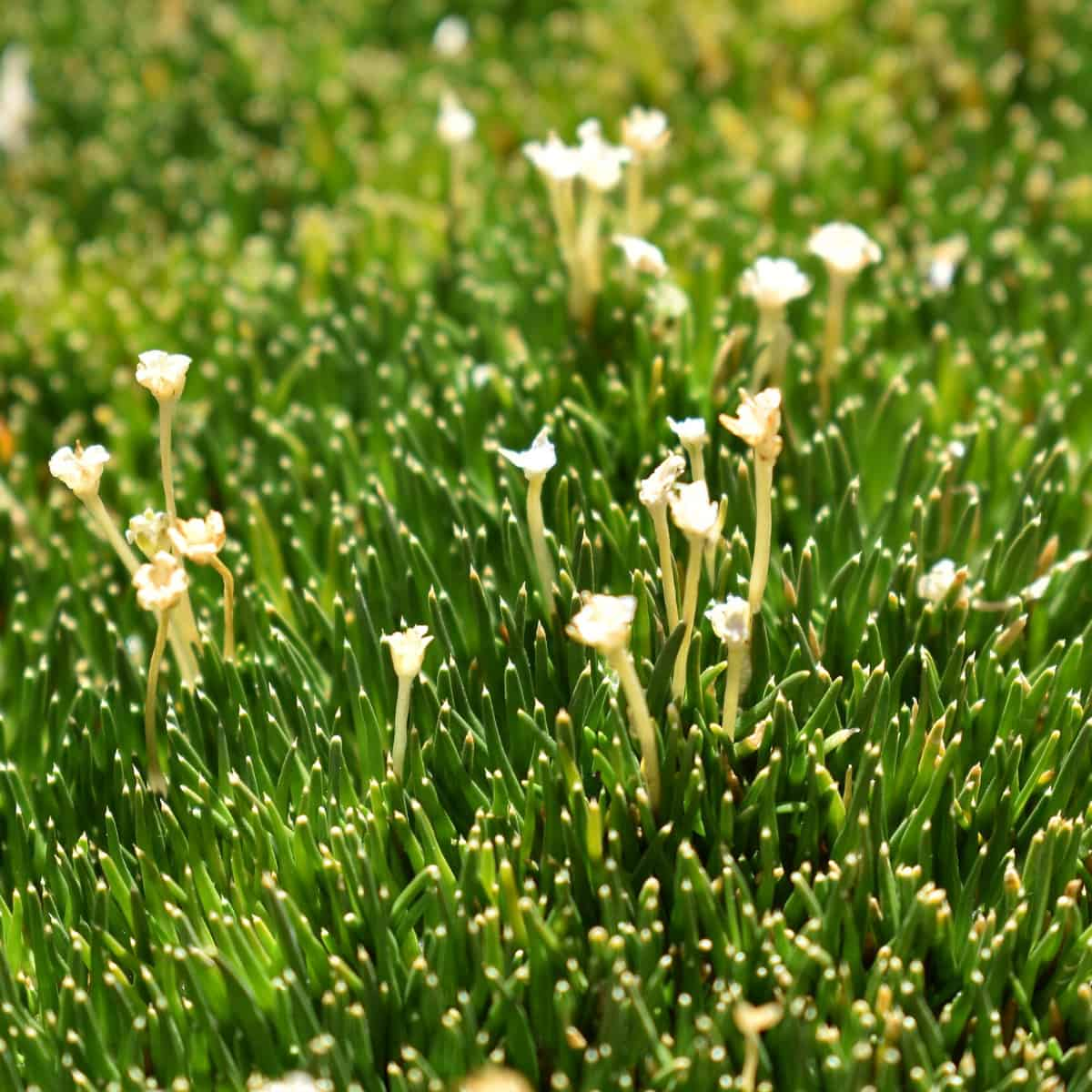 Antarctic Crops Current the Method to Life on the Moon