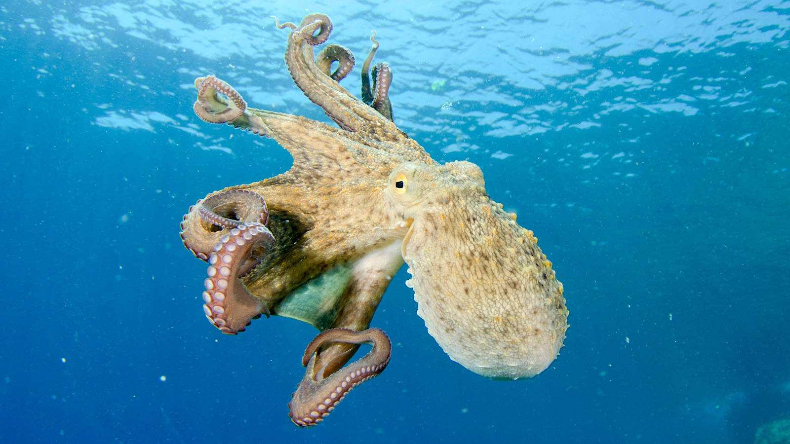 Octopuses Are Extraordinarily Intelligent. Must They Be Farmed for Meals?