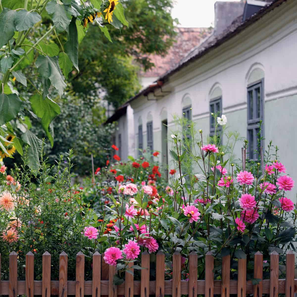 Small Gardens Pack Huge Potential for Metropolis Pollinators