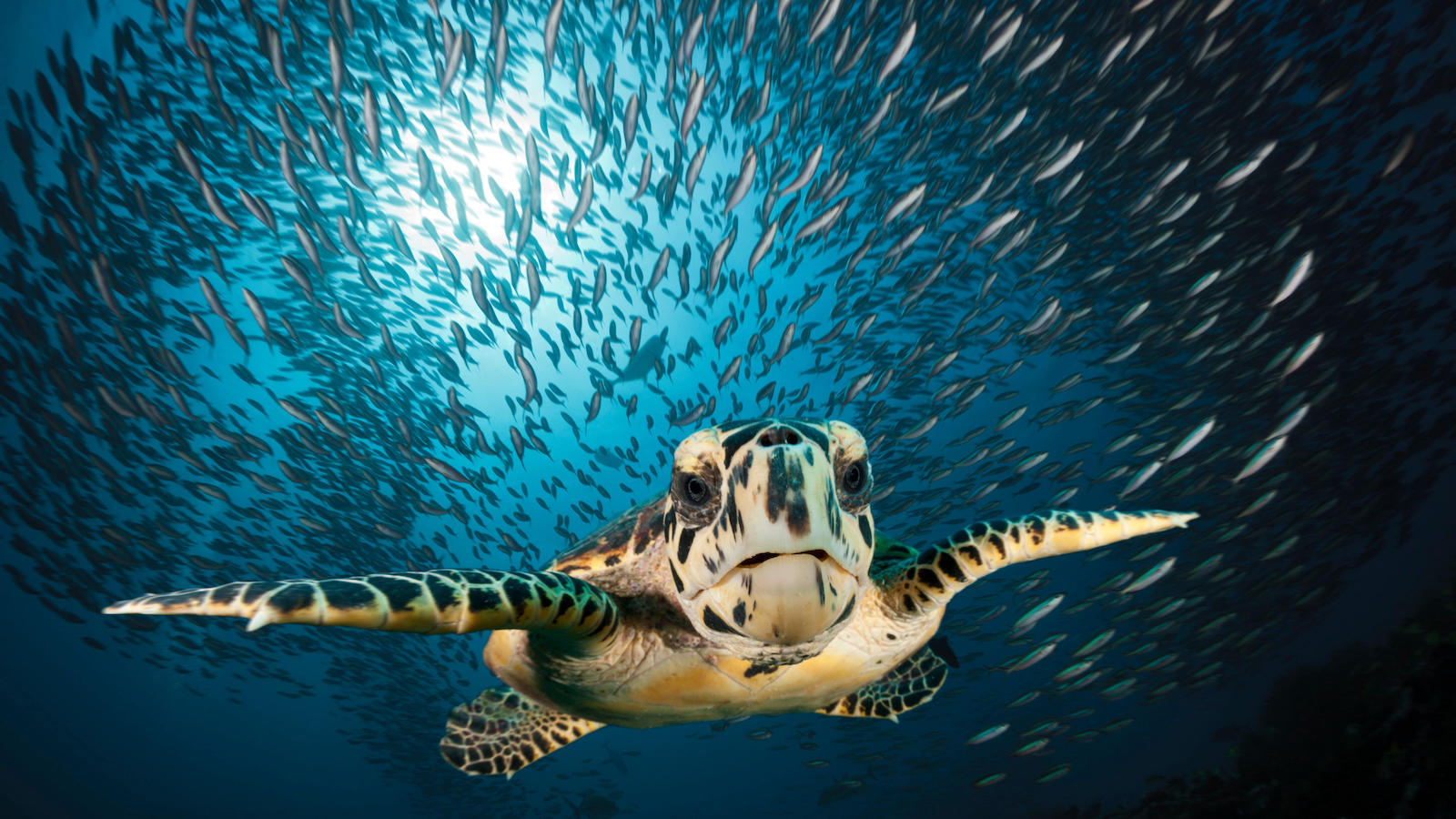 With Sea Turtles in Peril, a Identify for New Strategies to Save Them