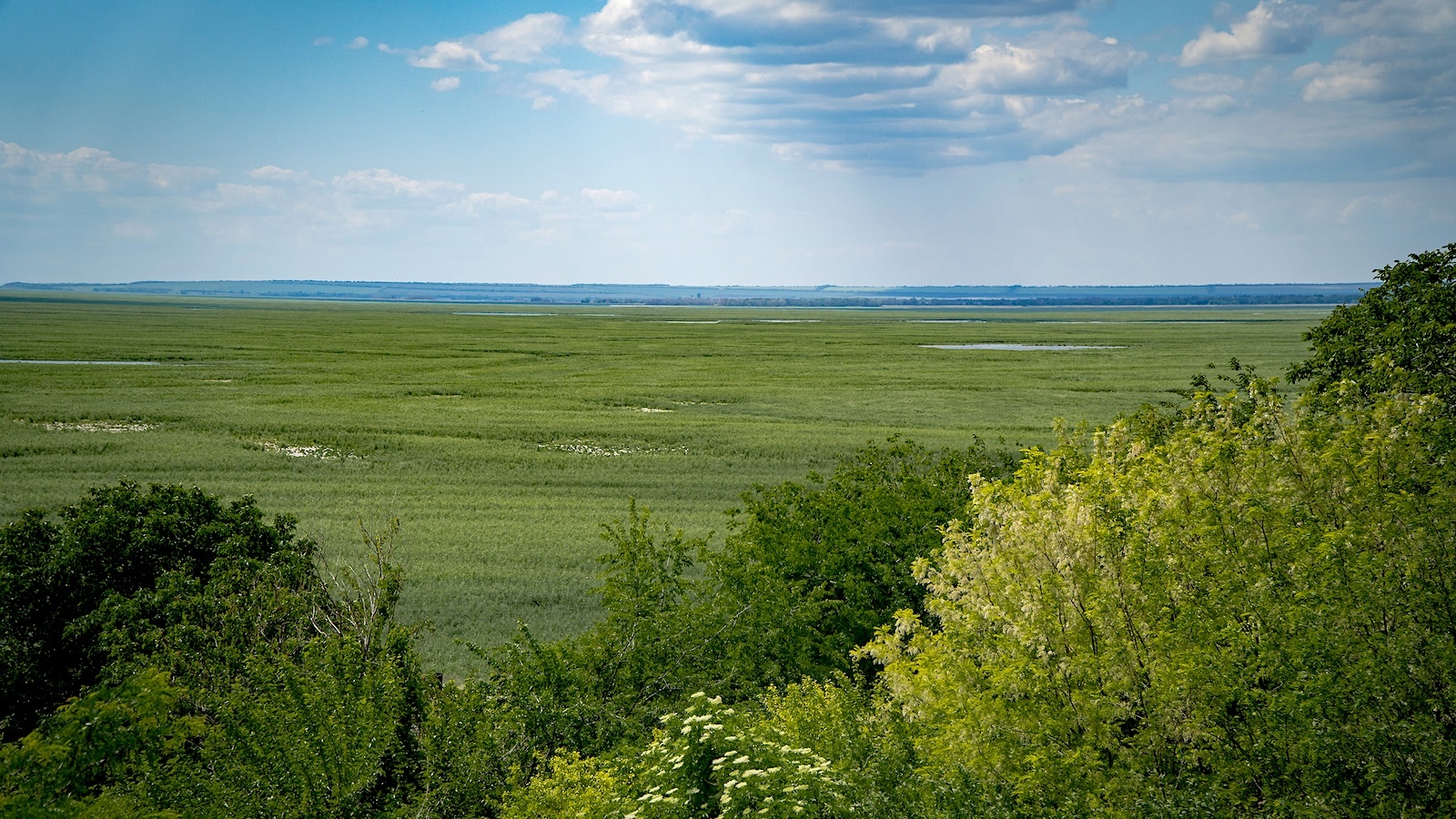 Ukraine Rewilding: Will Nature Be Allowed to Revive When Struggle Ends?