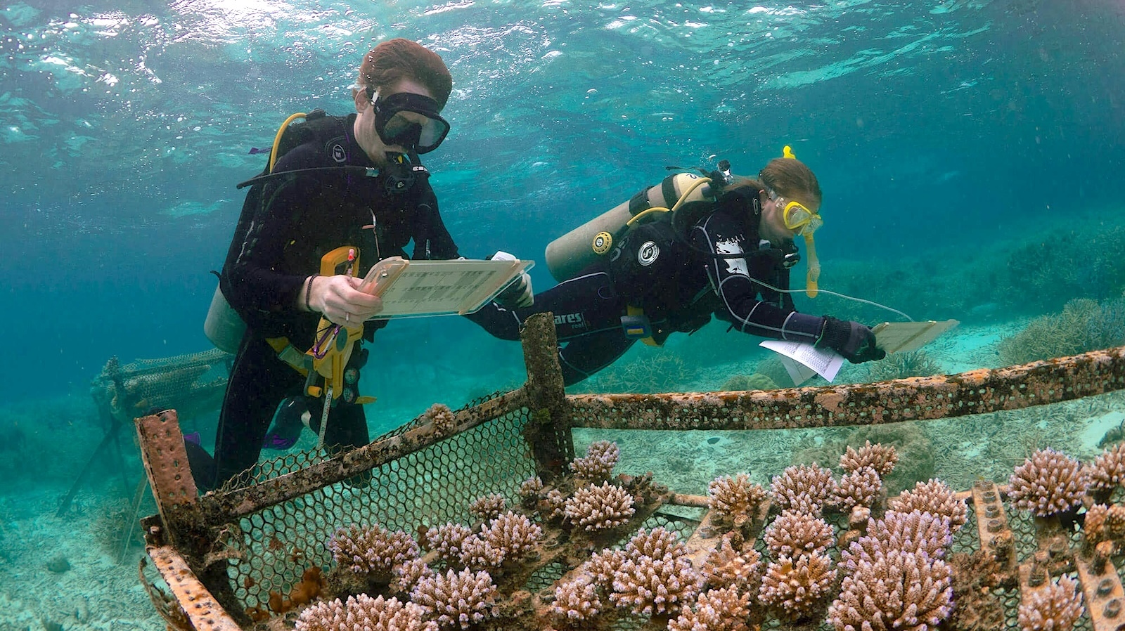 As Ocean Waters Warmth, a Race to Breed Heat-Resistant Coral