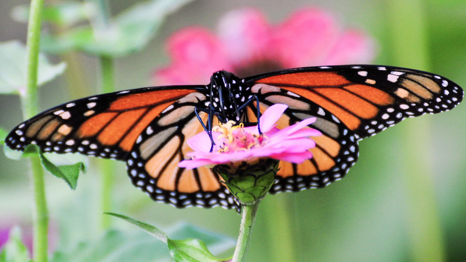 Rethinking Monarchs: Does the Beloved Butterfly Need Our Help?