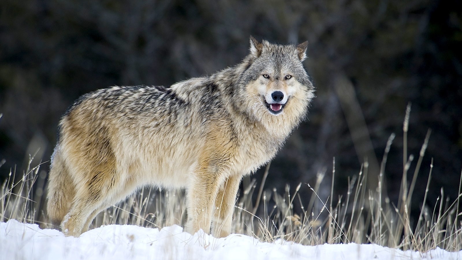 As Wolf Populations Rebound, an Offended Backlash Intensifies