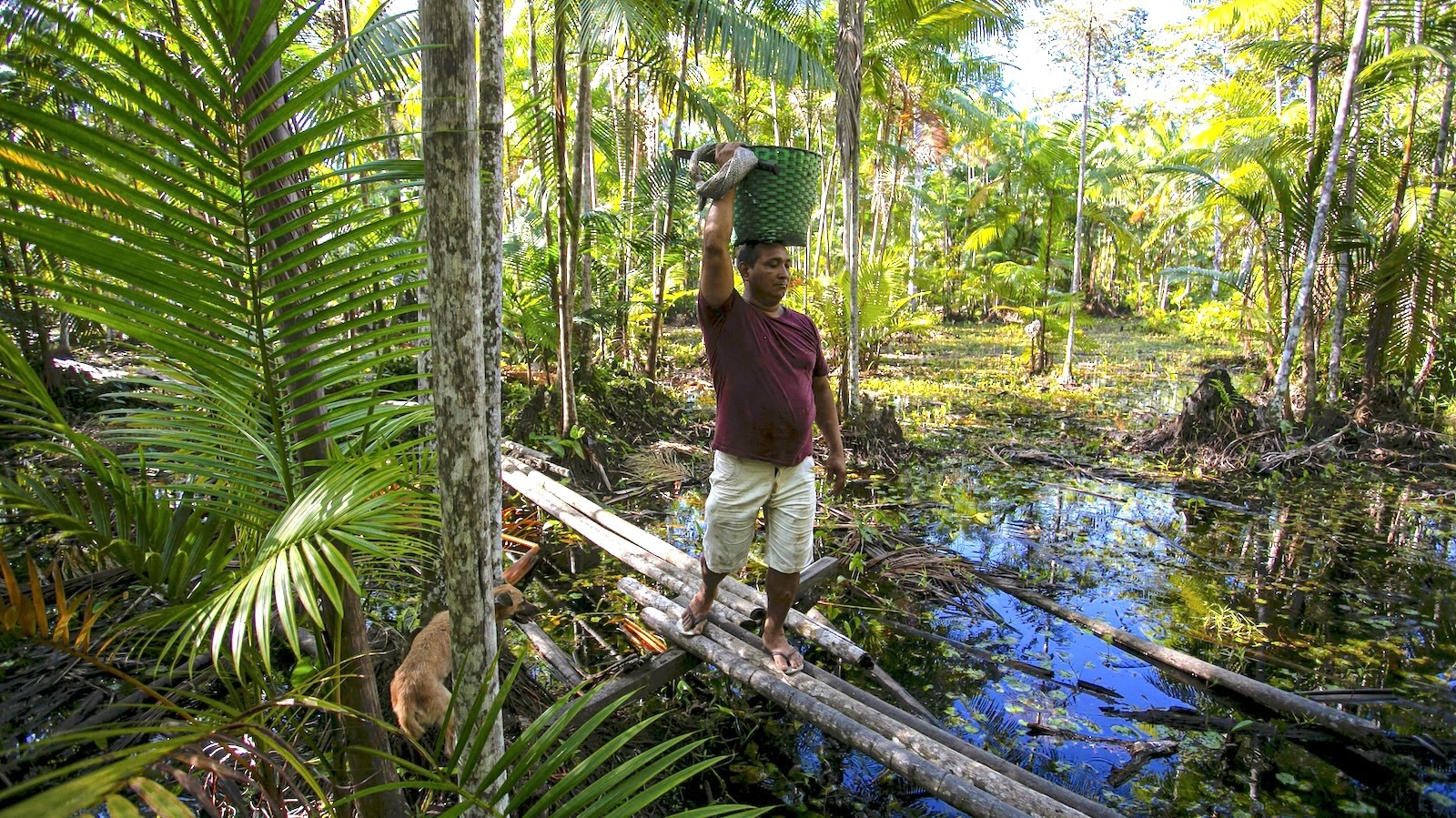 Brazil Hopes to Make the Amazon a Model for a Inexperienced Financial system