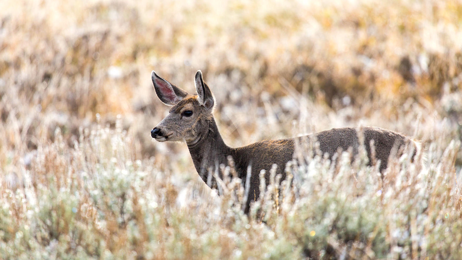 As ‘Zombie’ Deer Sickness Spreads, Scientists Seek for Options