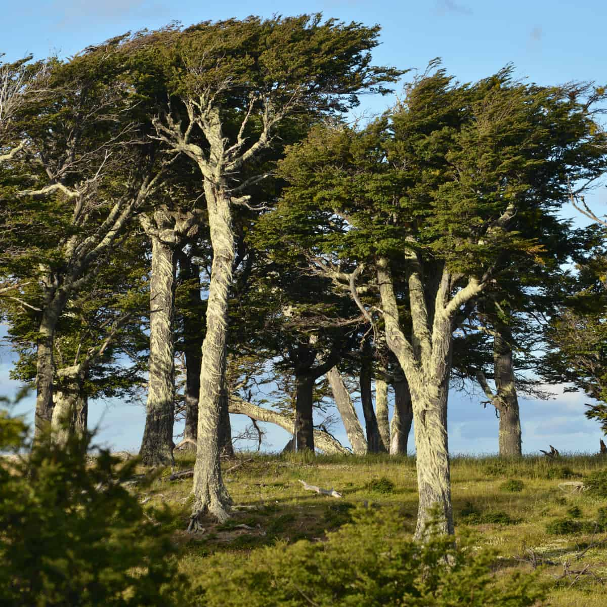 Forest Timekeepers Falter as World Temperatures Rise