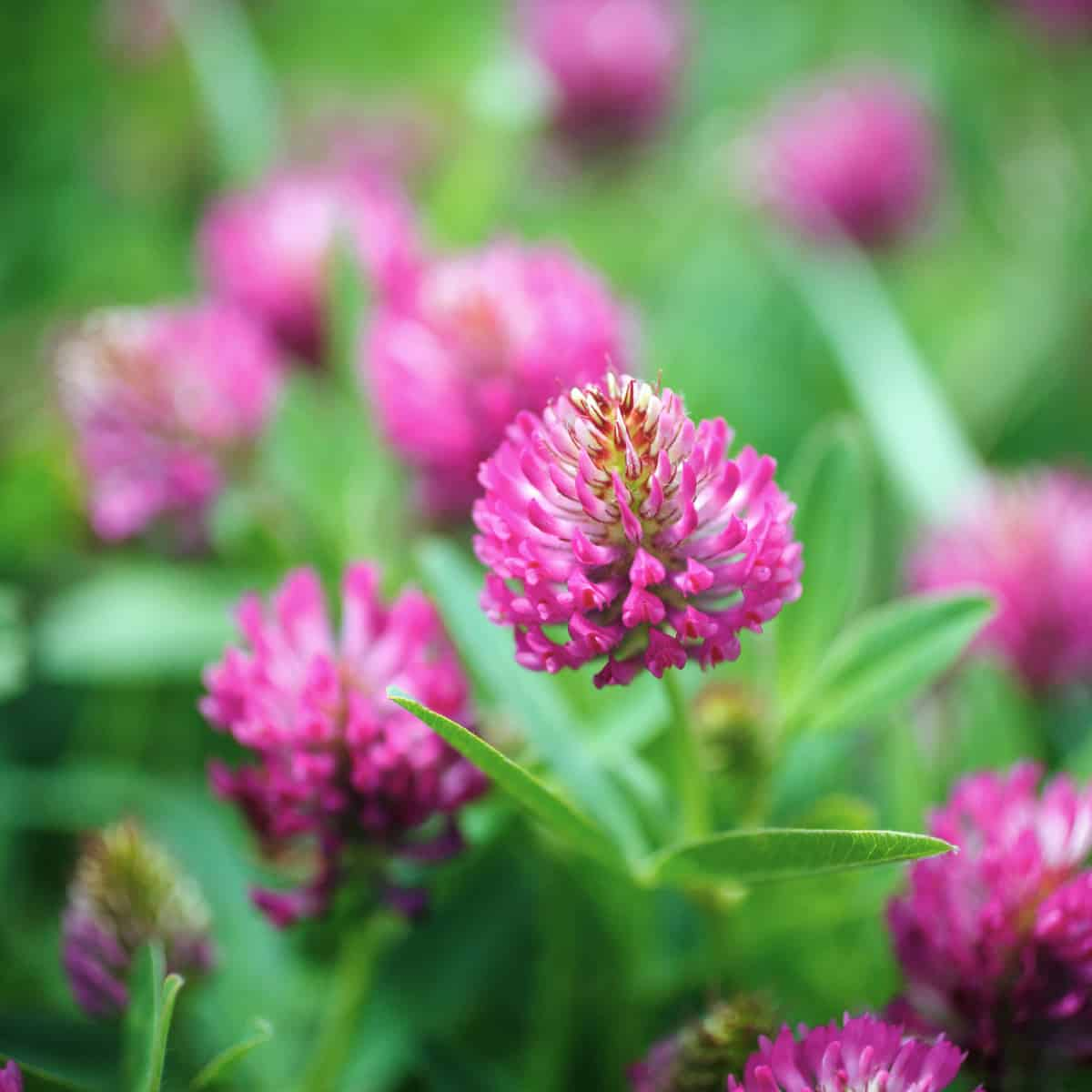 Pure Areas Help Wild Pollinators Thrive in Farmland