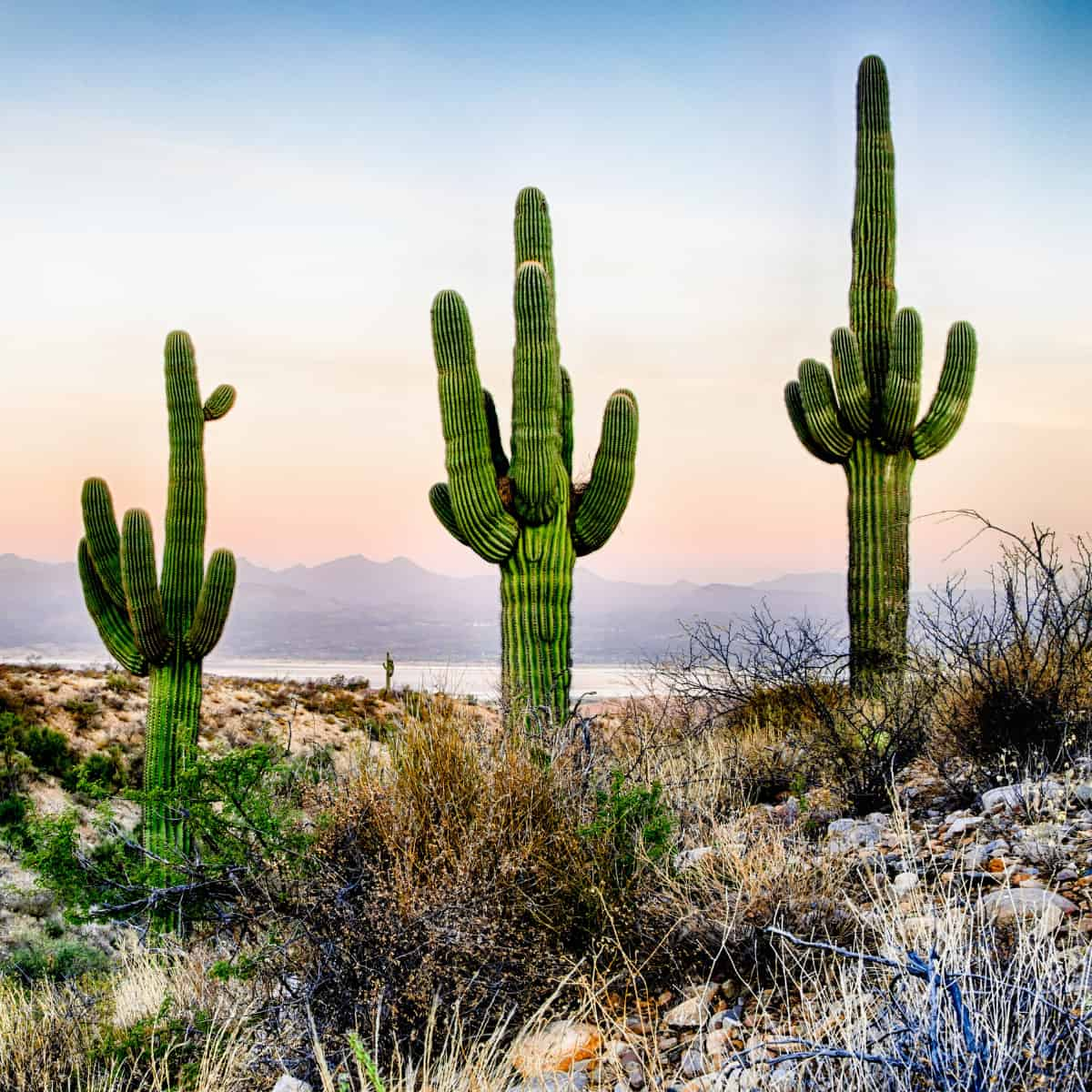 Desert Map Reveals New Hope for Saguaro Restoration