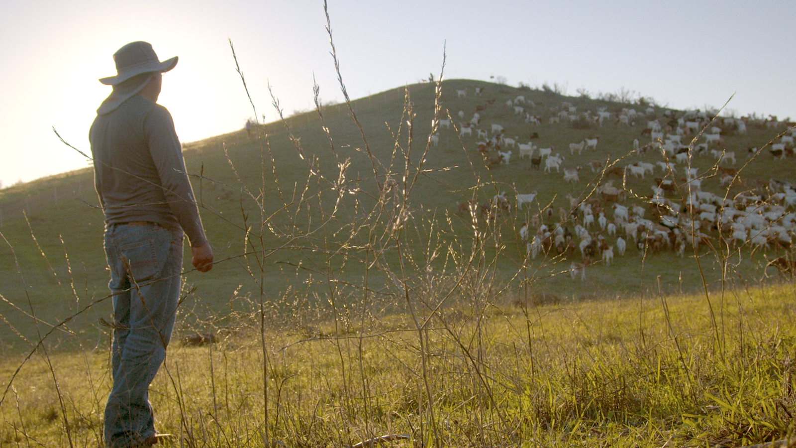 A Solitary Herder Cares for His Goats and the Bay Space Hills