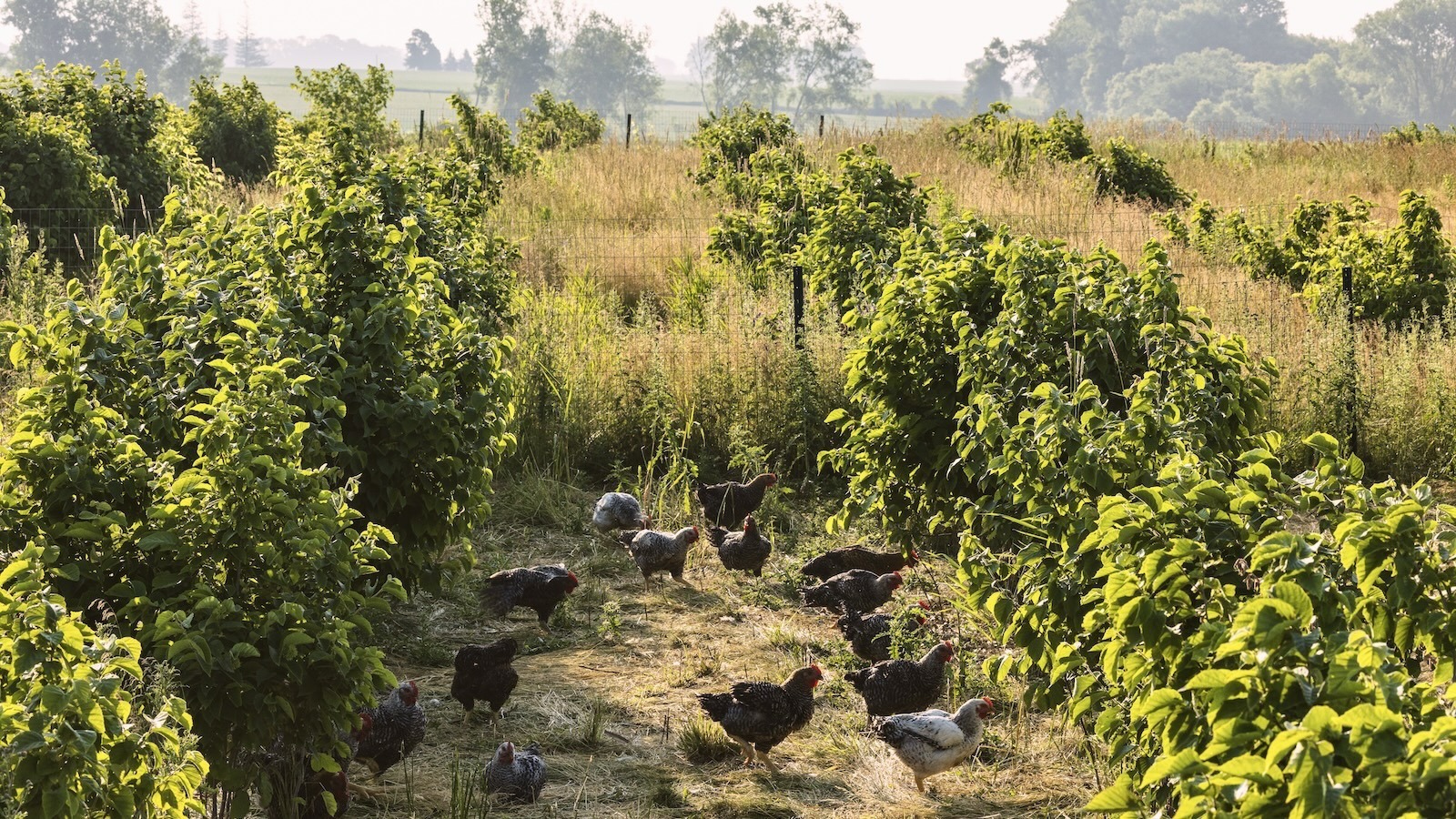 How Agroforestry May Assist Revitalize America’s Corn Belt