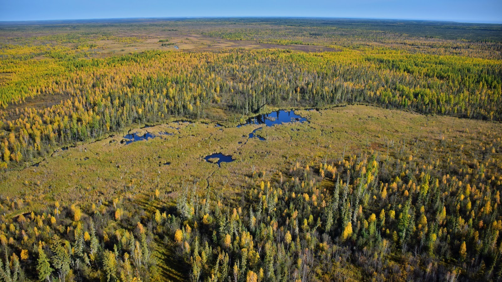 Deep inside the Wilderness, the World’s Largest Beaver Dam Endures