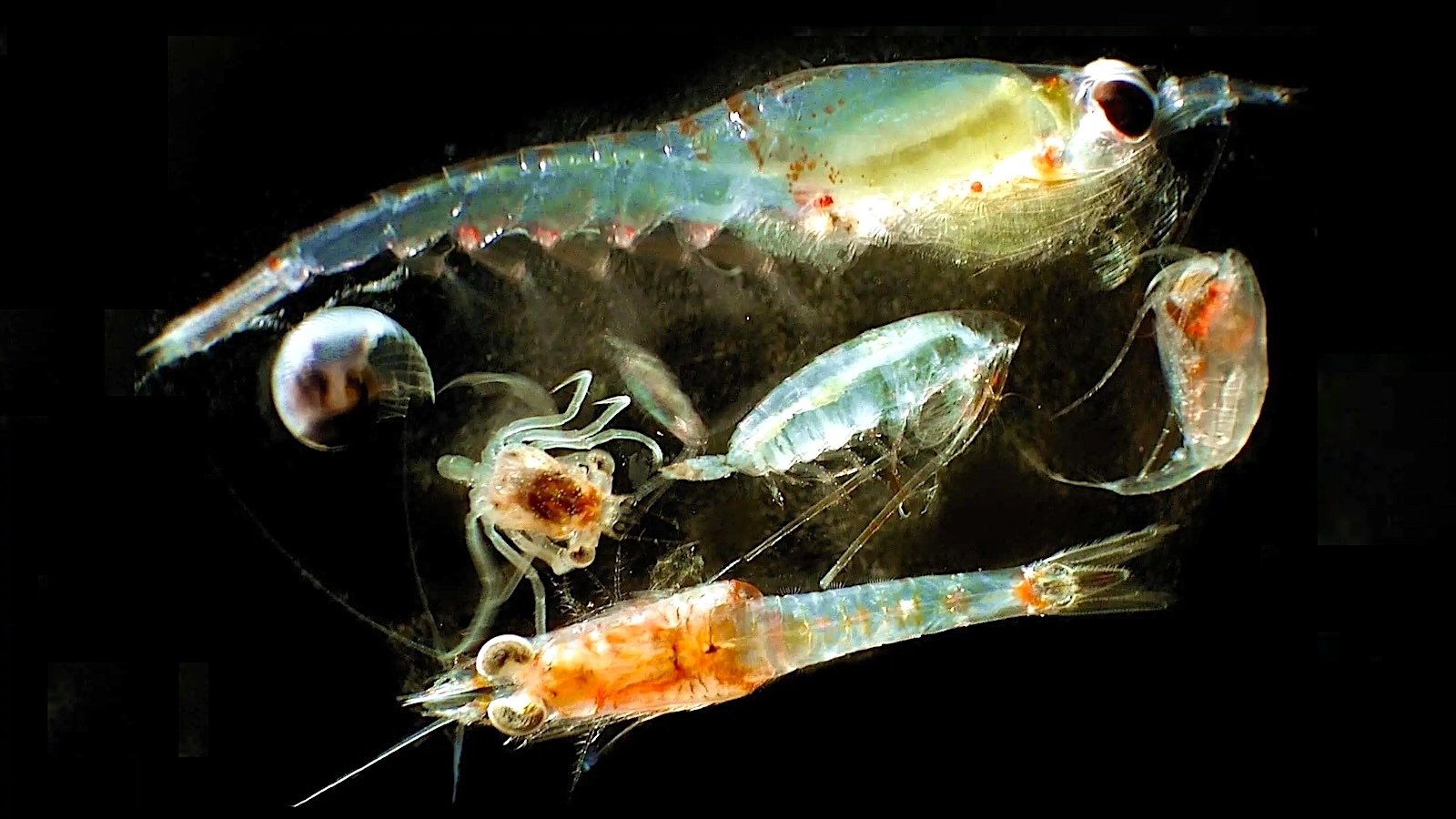 Researchers Parse the Method ahead for Plankton in an Ever-Hotter World